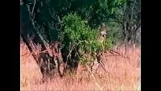 Oynat Aşil tarafından ayrı ayrı Afrika tırmanışı