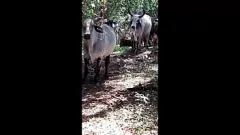 Abspielen Brasilianisches Amateur-Teenager wird mit ihrem kurvigen Arsch und ihrer Muschi echt