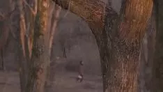 চালান কাঠের মধ্যে অস্তিত্বহীন মিসি